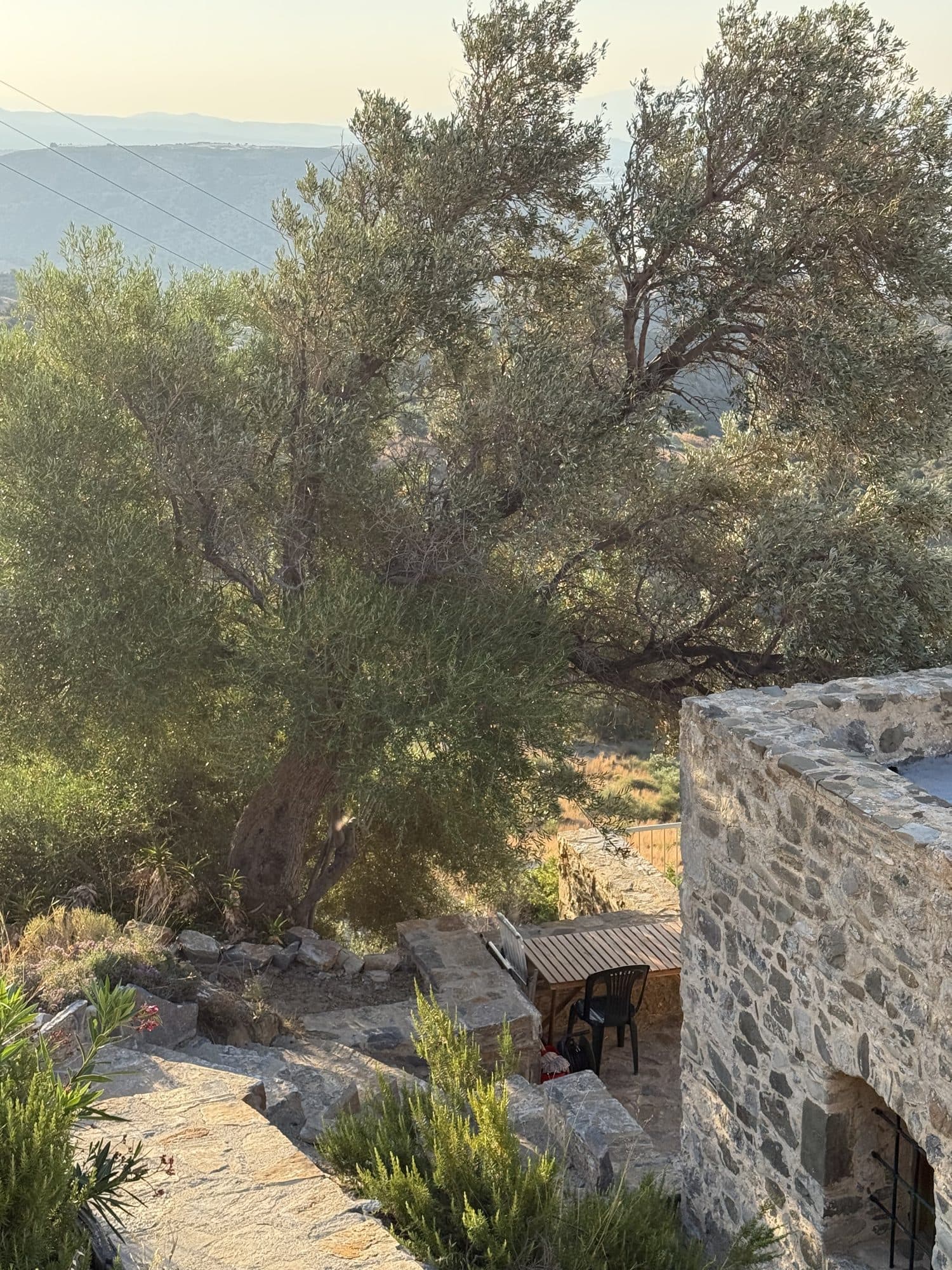An old olive tree beside the terrace