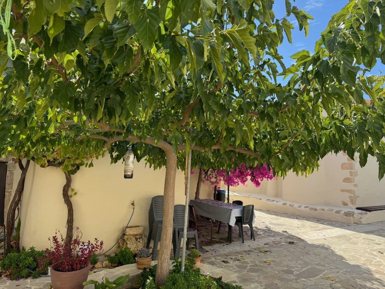The monastery courtyard: a mulberry tree shading a table and chairs by an ochre wall, bougainvillea in flower