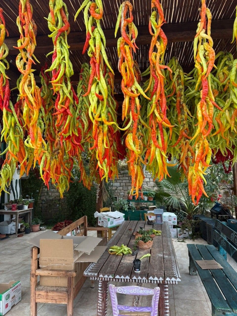 Close view of orange and green peppers drying on strings